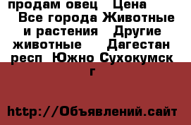  продам овец › Цена ­ 100 - Все города Животные и растения » Другие животные   . Дагестан респ.,Южно-Сухокумск г.